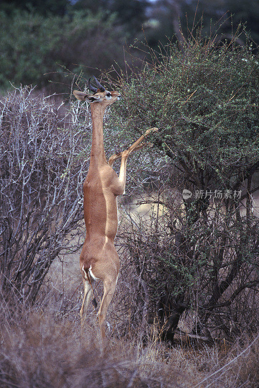 Gerenuk browsing